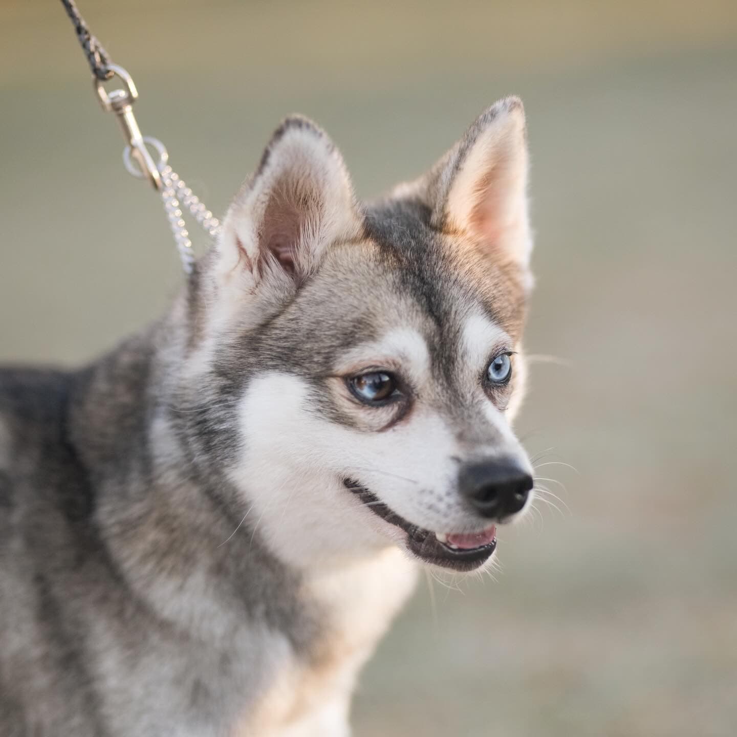 Kaiser